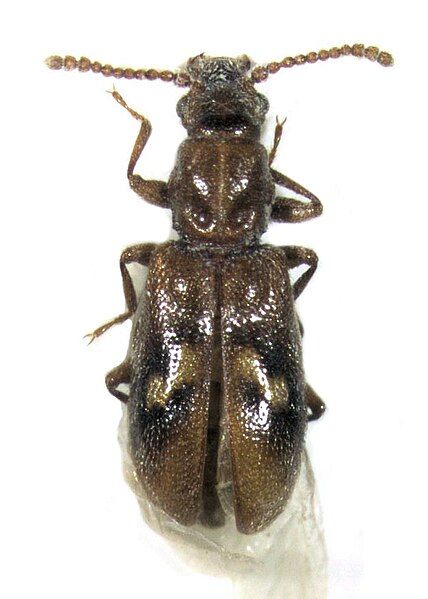 File:Agapytho foveicollis Broun.jpg