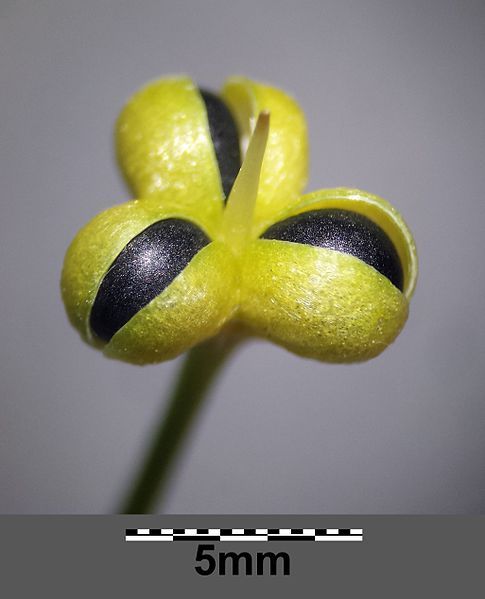 File:Allium ursinum sl1.jpg