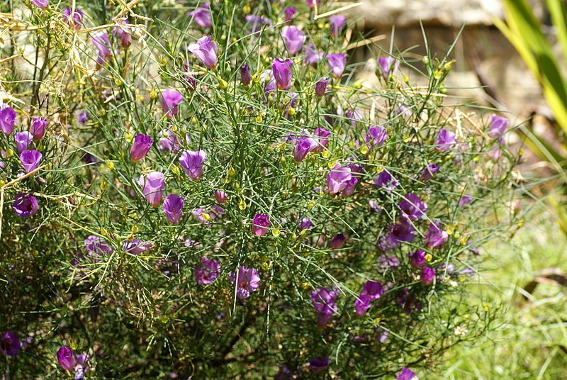 File:Alyogyne hakeifolia 1.JPG