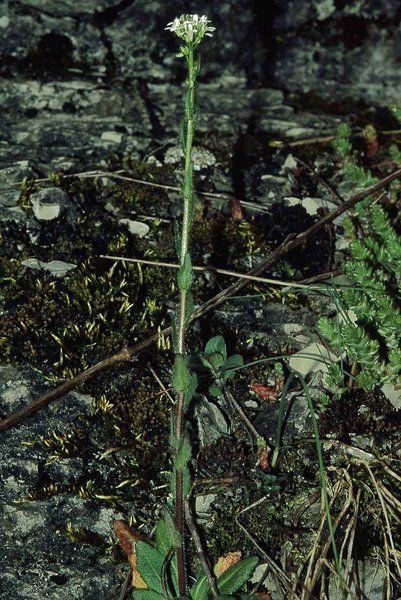 File:Arabis hirsuta eF.jpg