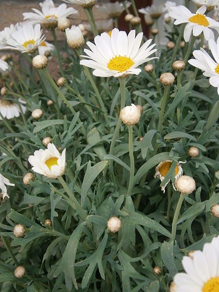 File:Argyranthemum frutescens 01.JPG