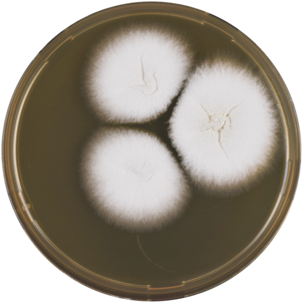 File:Aspergillus papuensis meaox.png