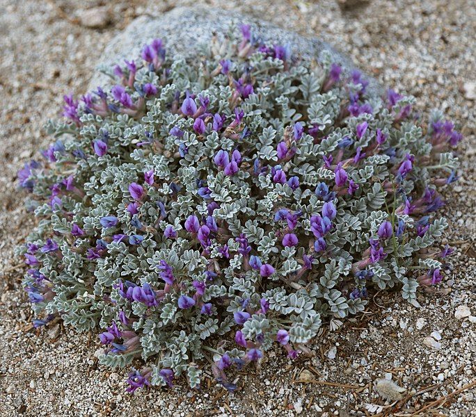 File:Astragalus purshii cushion-plant.jpg