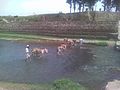 Donkeys carrying sand across nullah Badrai at village Kaddi.