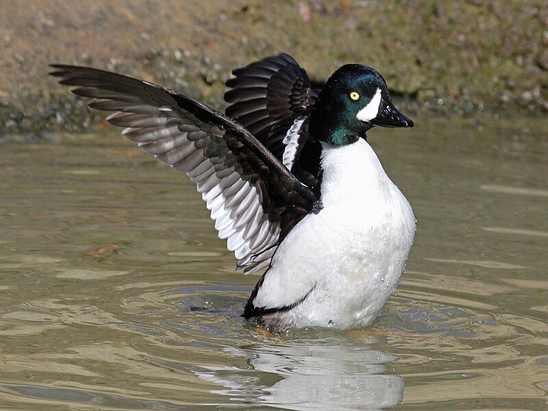 File:Barrow's Goldeneye RWD2.jpg