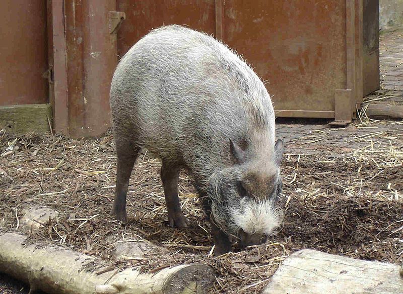 File:Bearded pig 2.jpg