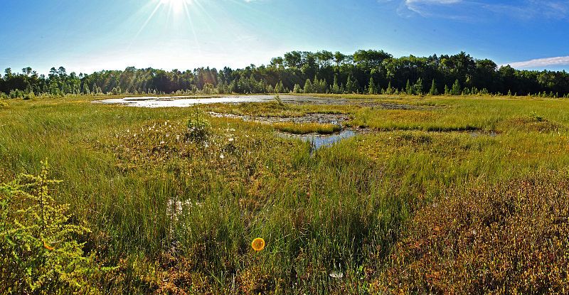 File:Blackternbog1.jpg