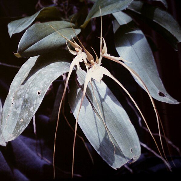 File:Brassia caudata .jpg