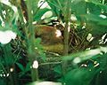 Female Cardinal on her nest.