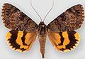 Catocala desdemona Desdemona underwing