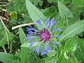 Centaurea montana close-up