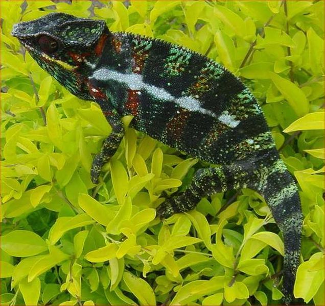 File:Chamaeleon2a.jpg