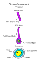 Seen here is a diagram depicting the bacteria, Clostridium tetani, which causes the tetanus infection known for its symptoms of muscle spasms and lockjaw. This bacteria is strongly durable due to its endospores, which can carry the infection's DNA even when the bacteria is dead. Pictured is the bacteria alone, with a spore being produced, and the spore alone. References: [3] [4] [5] [6]