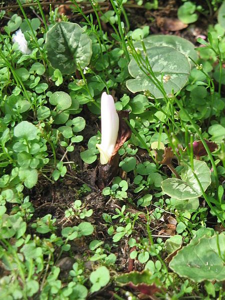 File:Colchicum autumnale bud.jpg