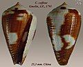 Conus coffeae Gmelin, J.F., 1791