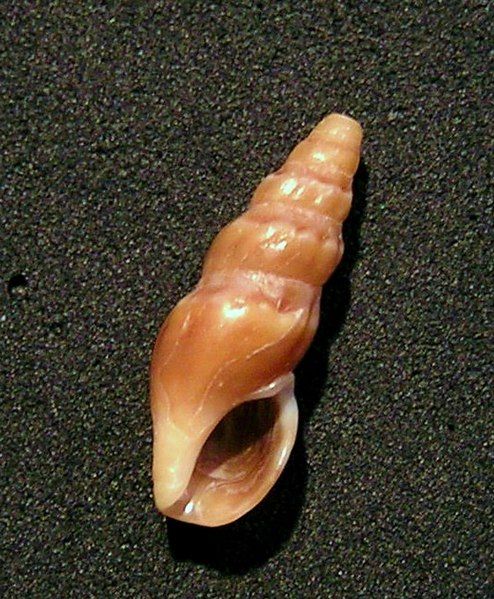 File:Crassiclava layardi 002.jpg