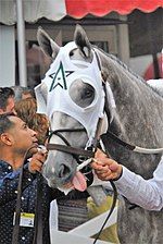 Creator in a WinStar blinker hood