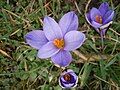 Crocus minimus close-up