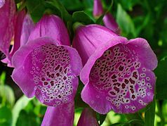 Foxglove, a beautiful but poisionous plant