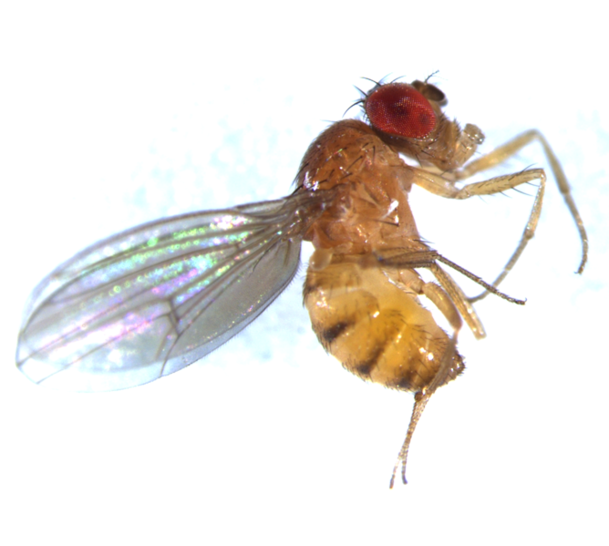 File:Dtestacea male 2-3.tif