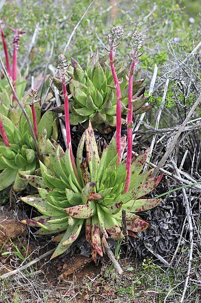 File:Dudleya ingens 38540165.jpg