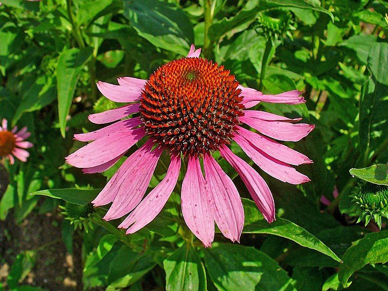 File:Echinacea purpurea 003.JPG