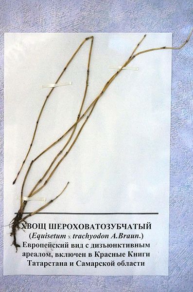 File:Equisetum × trachyodon.JPG