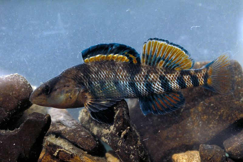 File:Etheostoma caeruleum.jpg