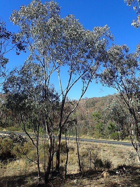 File:Eucalyptus dealbata habit.jpg