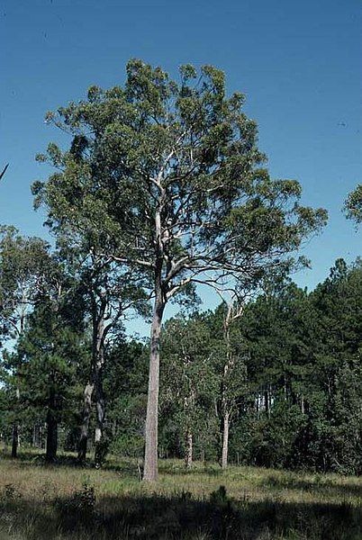 File:Eucalyptus umbra.jpg