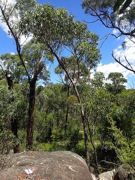 File:Eucalyptus williamsiana.jpg