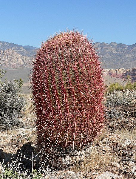 File:Ferocactus cylindraceus 12.jpg