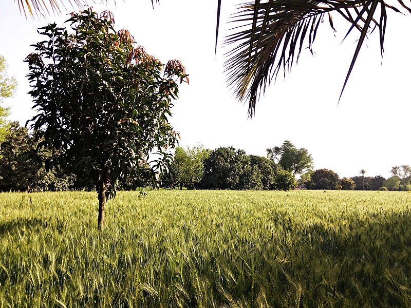 File:Field in Muzaffargarh.jpg