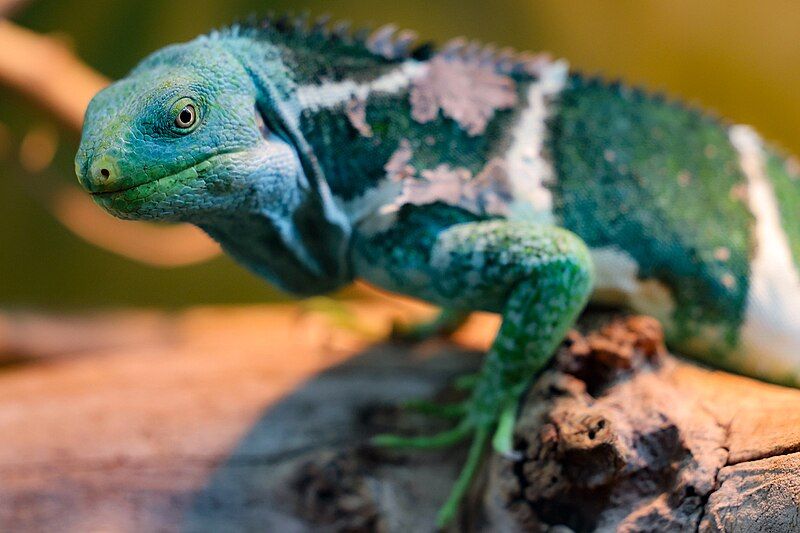 File:Fiji crested iguana.jpg