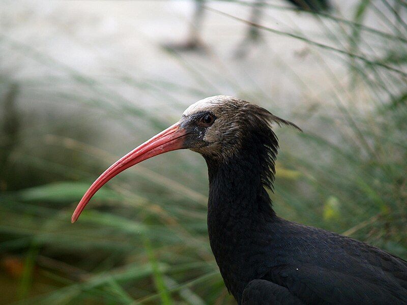 File:Geronticus eremita Waldrapp.jpg