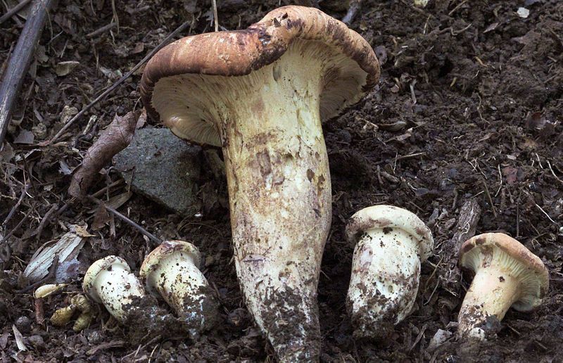 File:Gloeocantharellus purpurascens 245812.jpg