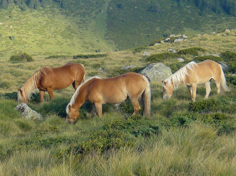 File:Haflinger horses.jpg