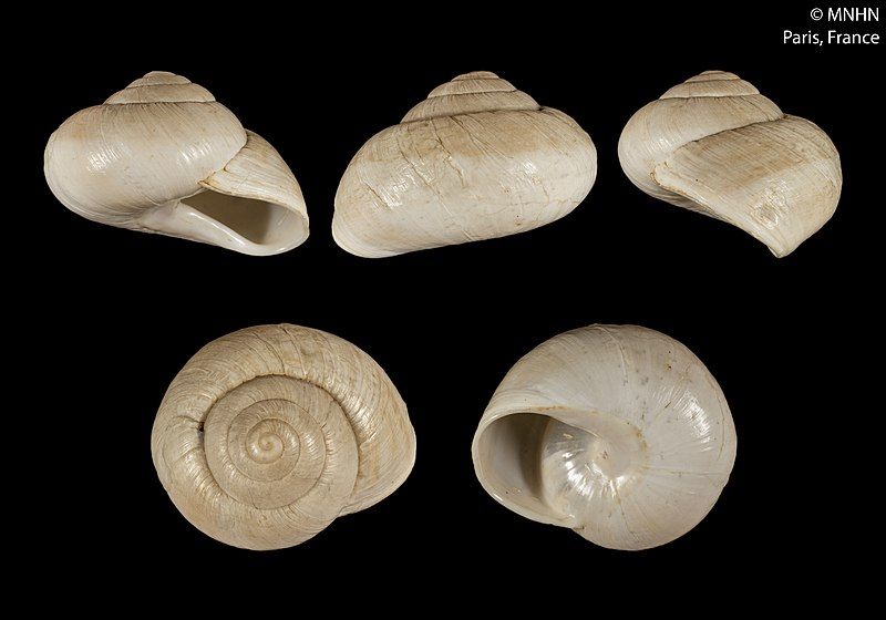 File:Helix massyloea (MNHN-IM-2000-32831).jpeg