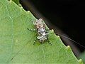 Hoherius meinertzhageni on a leaf