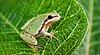 Arizona tree frog