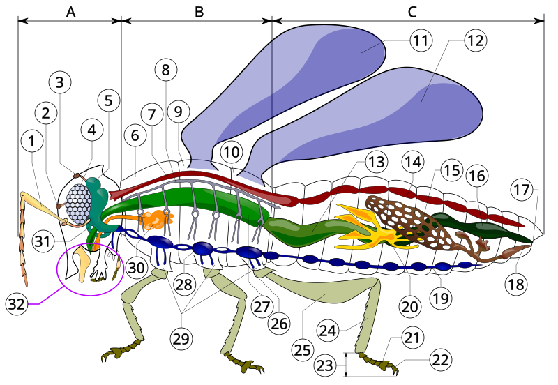 File:Insect anatomy diagram.svg