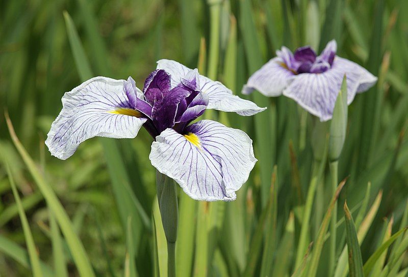 File:Iris ensata Thunb.jpg