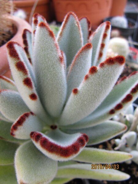 File:Kalanchoe tomentosa (4508582330).jpg