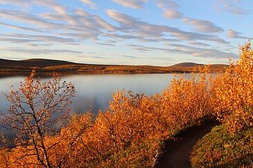 Autumn foliage at Kevo Strict Nature Reserve