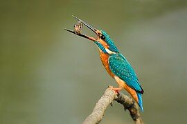 Kingfisher with catch