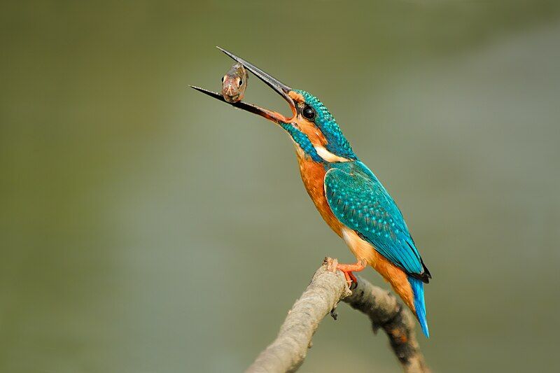 File:Kingfisher With aCatch.jpg