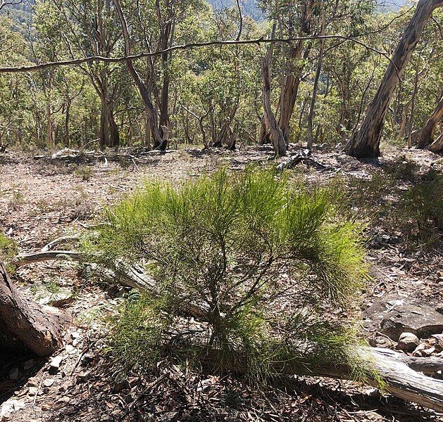 File:Leptomeria drupacea.jpg