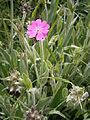 Lychnis flos-jovis