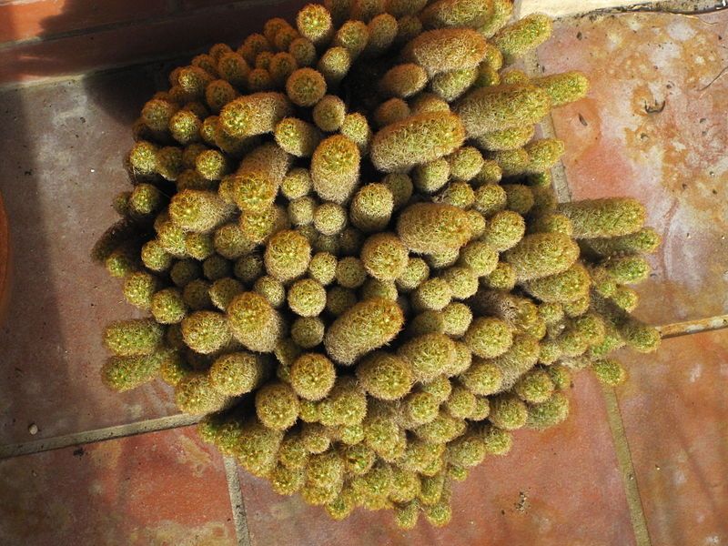 File:Mammillaria elongata 33.JPG