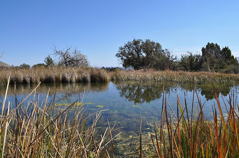 File:Manzanita Spring.JPG